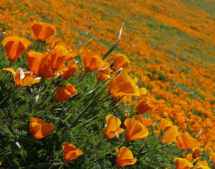 Eschscholzia californica FileEschscholzia californica 2jpg Wikimedia Commons