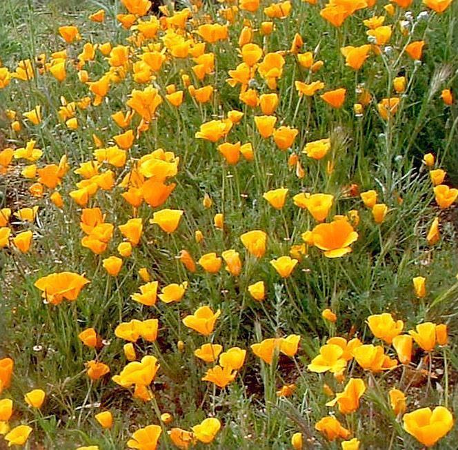 Eschscholzia californica Eschscholzia californica California Poppy