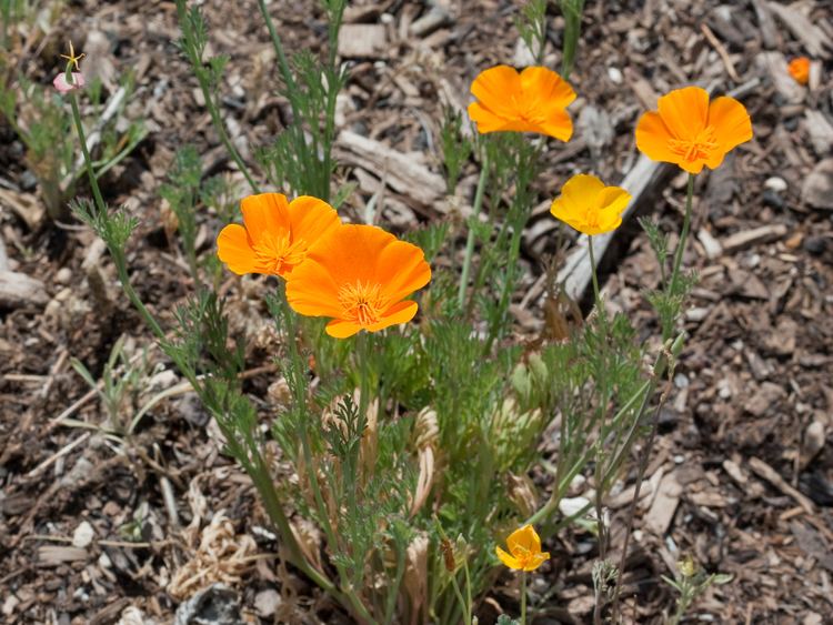 Eschscholzia californica Eschscholzia californica Wikipedia