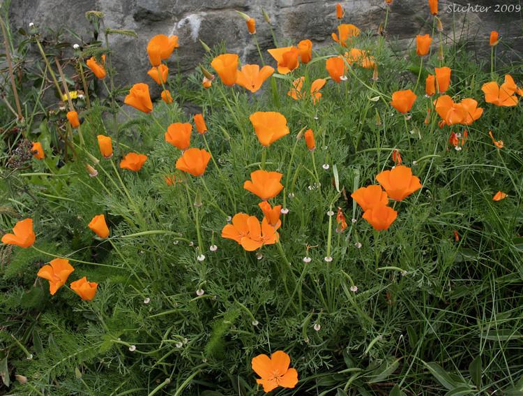 Eschscholzia californica California Poppy Golden Poppy Eschscholzia californica Synonyms