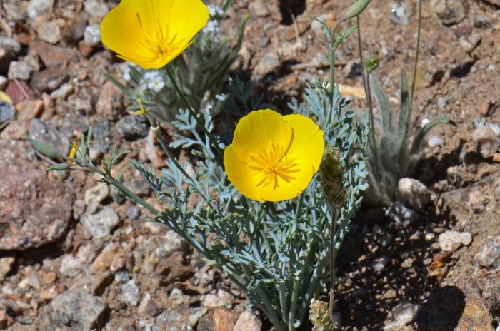 Eschscholzia glyptosperma Eschscholzia glyptosperma Desert Poppy Southwest Desert Flora