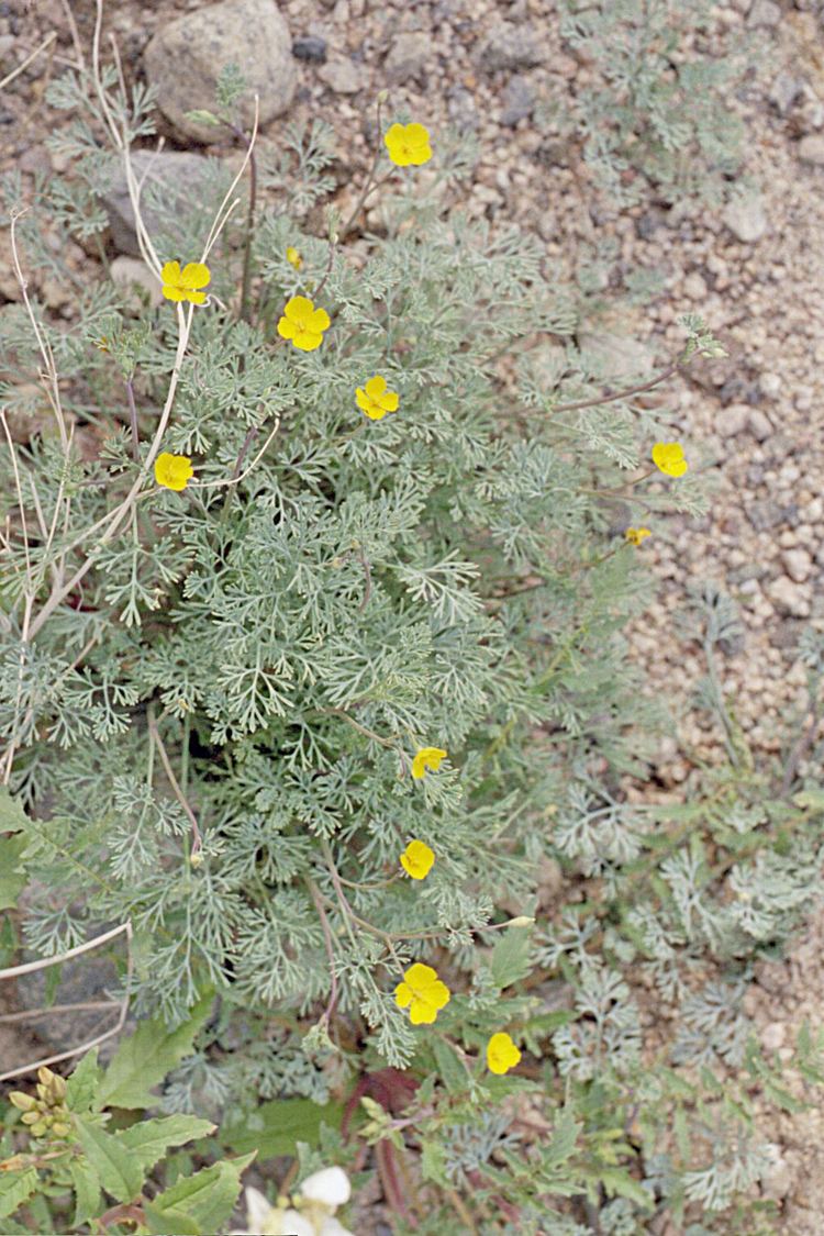 Eschscholzia minutiflora Camissonia39s CA Native Plant Life List Eschscholzia minutiflora