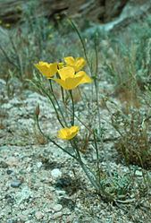 Eschscholzia minutiflora httpsuploadwikimediaorgwikipediacommonsthu
