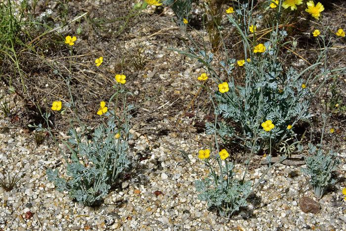 Eschscholzia minutiflora Eschscholzia minutiflora Pygmy Poppy Southwest Desert Flora