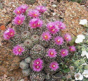 Escobaria vivipara Escobaria vivipara Coryphantha vivipara Beehive Cactus Foxtail