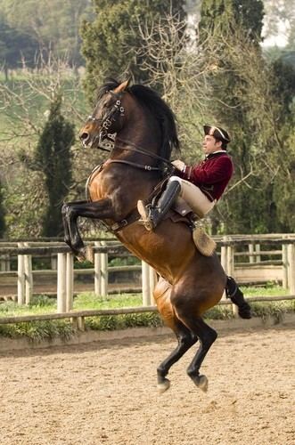 Escola Portuguesa de Arte Equestre Escola Portuguesa de Arte Equestre vai fazer demonstraes em Belm