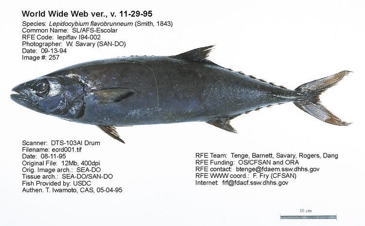 Escolar Regulatory Fish Encyclopedia RFE gt RFE Page 1 for ltigtLepidocybium