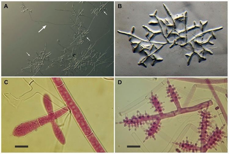 Escovopsis Sciency Thoughts Fungal Parasites from the gardens of Leafcutter Ants