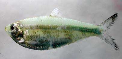 Escualosa thoracata Fishes of Andaman Sea