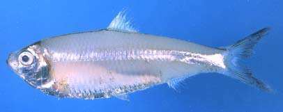 Escualosa thoracata Fishes of Andaman Sea