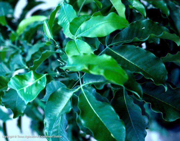 Esenbeckia (plant) Texas Native Plants Database