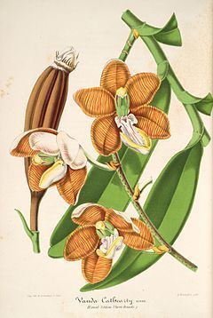 Esmeralda (plant) httpsuploadwikimediaorgwikipediacommonsthu