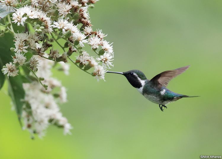 Esmeraldas woodstar antpittacom Photo Gallery Hummingbirds VI