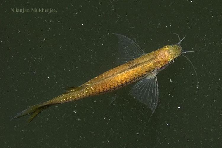 Esomus danricus Esomus danrica Flying Barb Esomus lineatus Esomus manipurensis