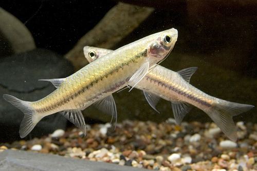 Esomus danricus flying barb reg esomus danricus Segrest Farms