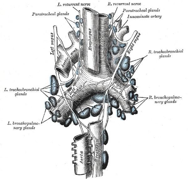 Esophageal plexus