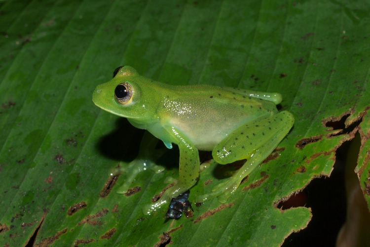 Espadarana prosoblepon CalPhotos Espadarana prosoblepon Emerald Glass Frog