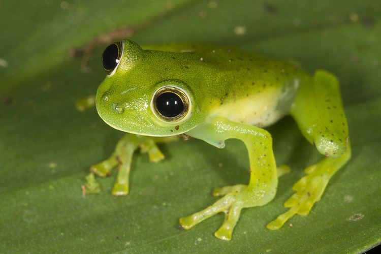 Espadarana prosoblepon Photos of glass frogs Centrolenidae