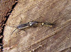 Esperia (moth) httpsuploadwikimediaorgwikipediacommonsthu