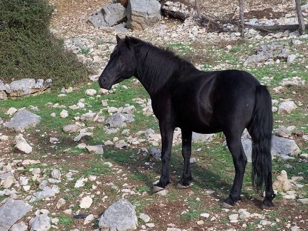 Esperia Pony Esperia Pony Info Origin History Pictures Horse Breeds