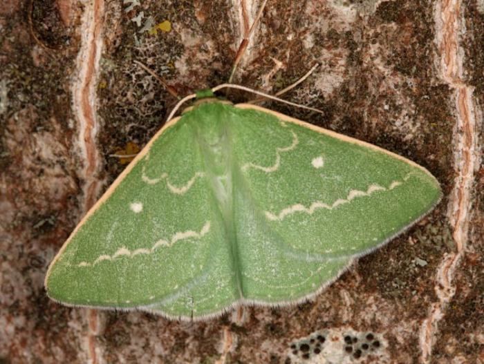 Essex emerald Hants Moths 70301 Essex Emerald Thetidia smaragdaria