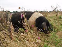 Essex pig httpsuploadwikimediaorgwikipediacommonsthu