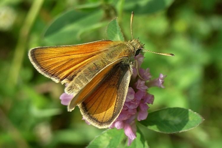 Essex skipper Bestimmungshilfe des Lepiforums Thymelicus Lineola