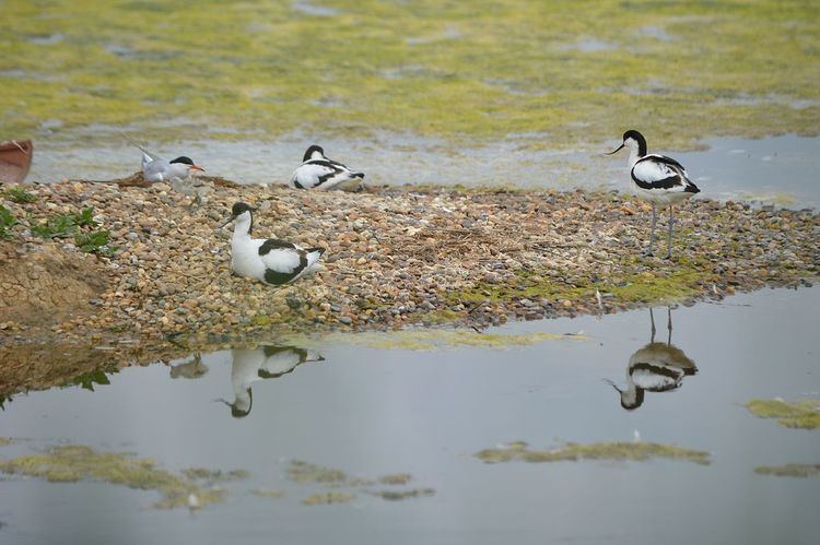 Essex Wildlife Trust