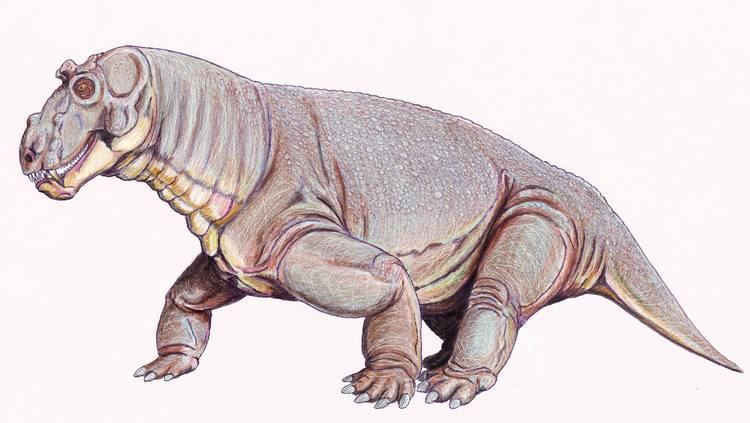Estemmenosuchus Estemmenosuchus Wikiwand