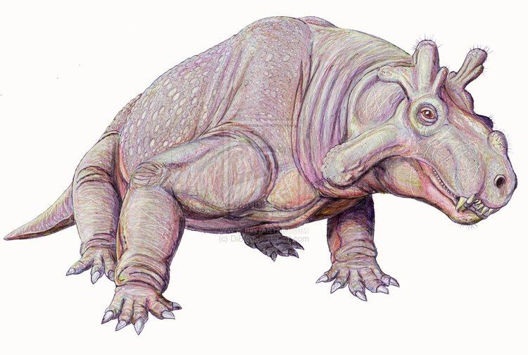 Estemmenosuchus Dinocephalia Estemmenosuchus