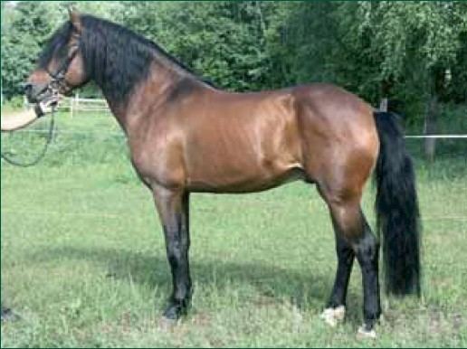 Estonian horse 1000 images about Estonian on Pinterest Depression Palomino and