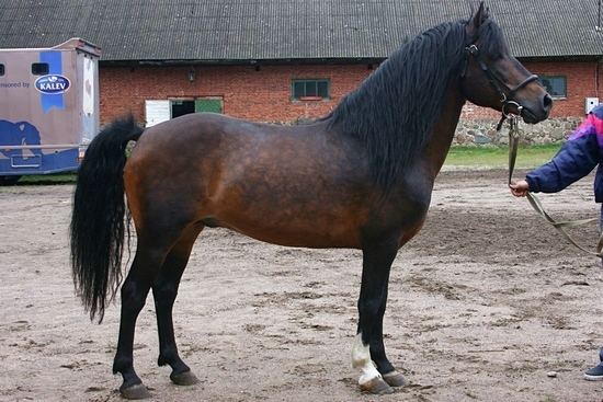 Estonian horse httpsuploadwikimediaorgwikipediacommons11