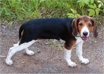 Estonian Hound Estonian Hound Dog Breed Information and Pictures