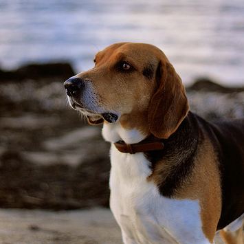 Estonian Hound Estonian Hound Breed Guide Learn about the Estonian Hound