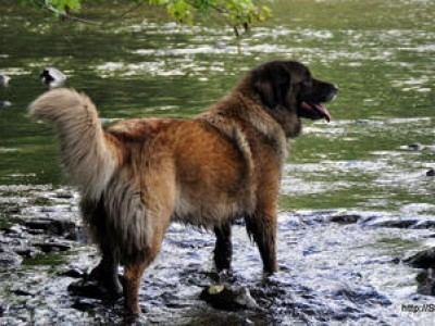 Estrela Mountain Dog Estrela Mountain Dogs Estrela MountainDog Breed Info amp Pictures petMD