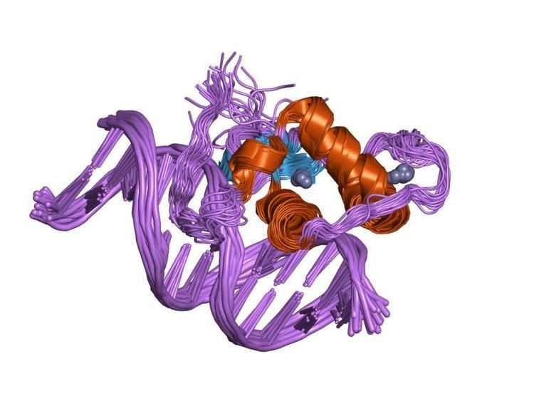 Estrogen-related receptor beta