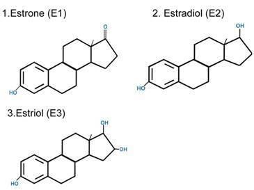 Estrone The three estrogens estradiol estrone estriol The Book of Threes