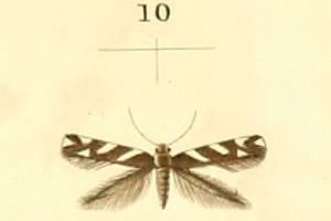 Eteobalea albiapicella