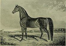 Ethan Allen (horse) httpsuploadwikimediaorgwikipediacommonsthu