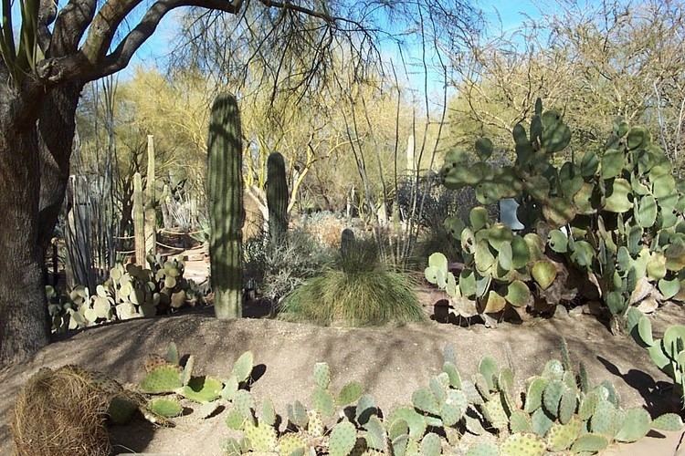 Ethel M Botanical Cactus Garden httpsuploadwikimediaorgwikipediacommons99