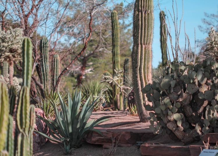 Ethel M Botanical Cactus Garden Red House Garden The Ethel M Chocolate Factory39s Botanical Cactus