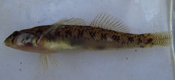 Etheostoma olmstedi roughfishcom roughfish identification lifelist angling fishing