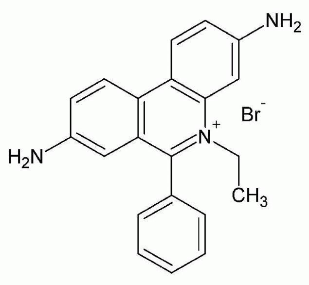 Ethidium bromide UltraPure Ethidium Bromide 10 mgmL Thermo Fisher Scientific