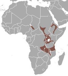Ethiopian epauletted fruit bat httpsuploadwikimediaorgwikipediacommonsthu