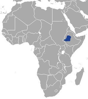 Ethiopian hare httpsuploadwikimediaorgwikipediacommons88