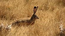 Ethiopian highland hare httpsuploadwikimediaorgwikipediacommonsthu