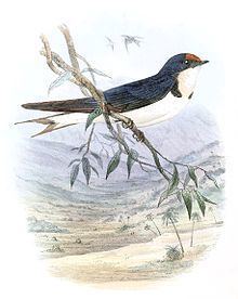 Ethiopian swallow httpsuploadwikimediaorgwikipediacommonsthu