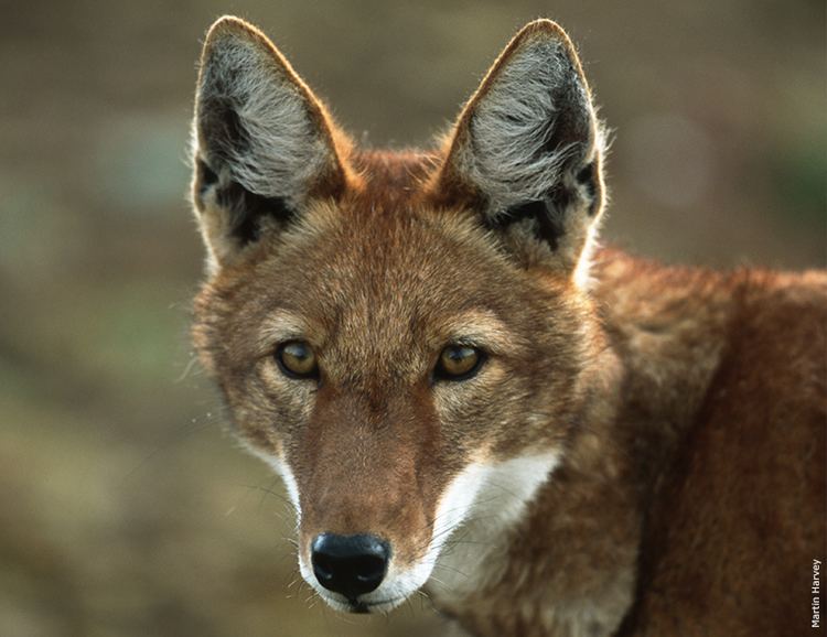 Ethiopian wolf wwwawforgsitesdefaultfilesmediagallerywild