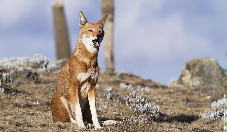 Ethiopian wolf Ethiopian Wolf AWF