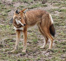 Ethiopian wolf Ethiopian wolf Wikipedia